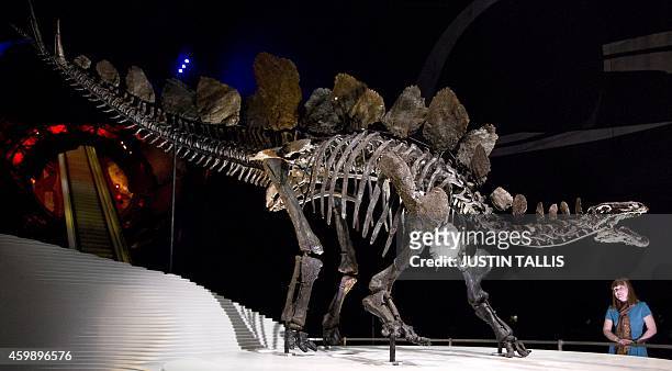 Member of staff poses next to the world's most complete Stegosaurus skeleton at the Natural History Museum in London on December 3, 2014. The fossil...