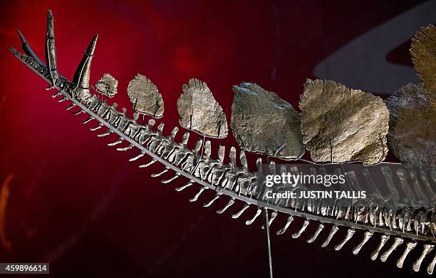 Picture shows the tail of the the world's most complete Stegosaurus skeleton at the Natural History Museum in London on December 3, 2014. The fossil...