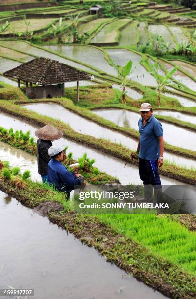 Balinese farmers prepare rice seedlings for planting at a rice terrace in Jatiluwih village in Tabanan regency in Bali on January 1, 2014. The...