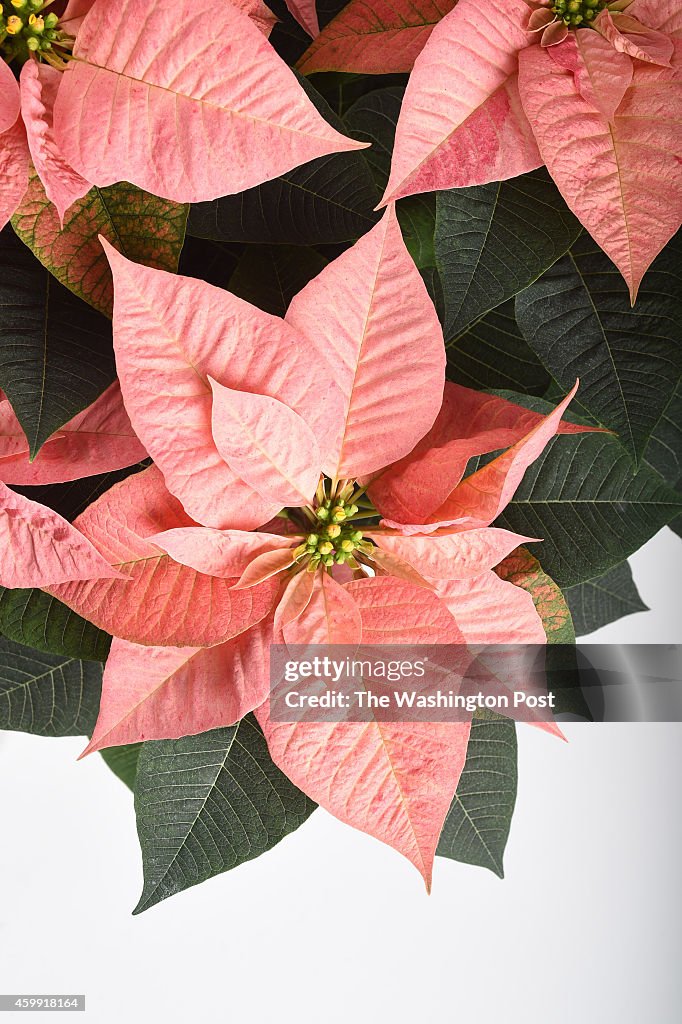 Poinsettias at Bell Nursery - Burtonsville, MD