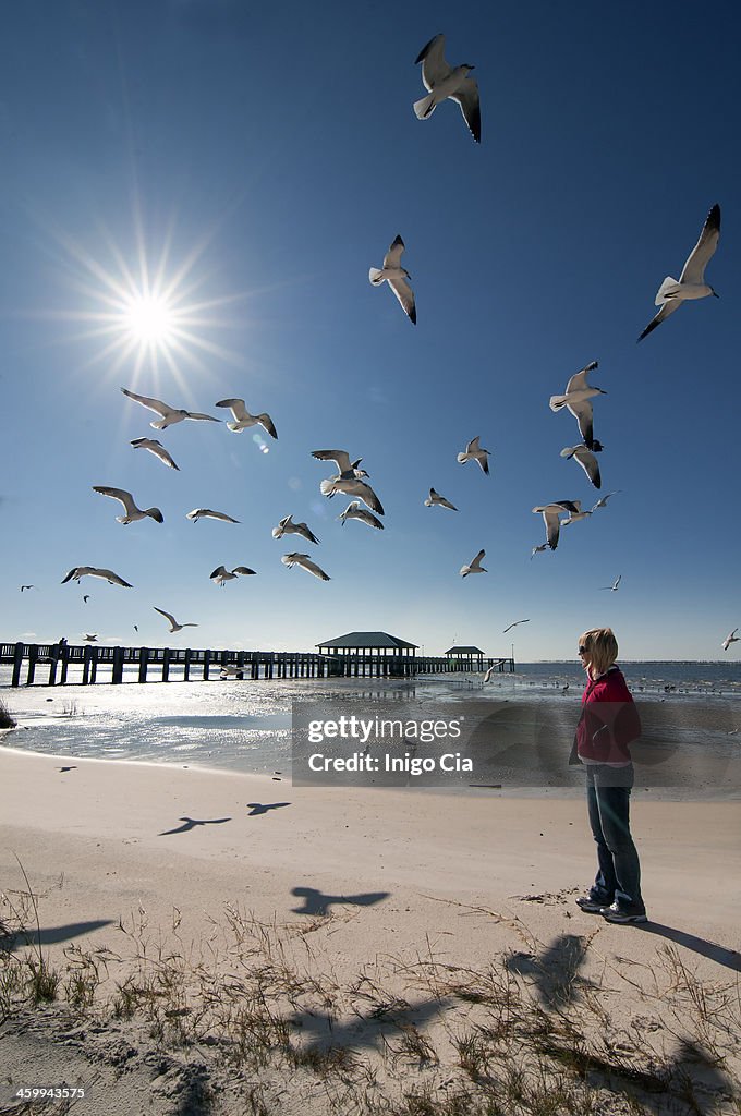 Mississippi seagulls
