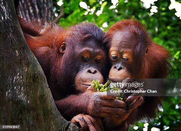 pair of orang utans - singapore zoo stock pictures, royalty-free photos & images