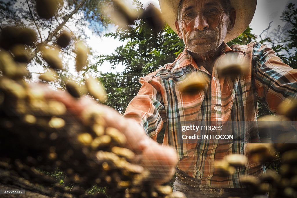 NICARAGUA-ENVIRONMENT-COFFEE-BIOGAS