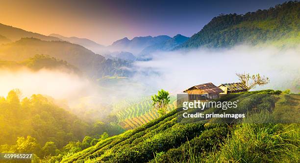 beautiful sunshine at misty morning mountains . - chiang mai province stock pictures, royalty-free photos & images
