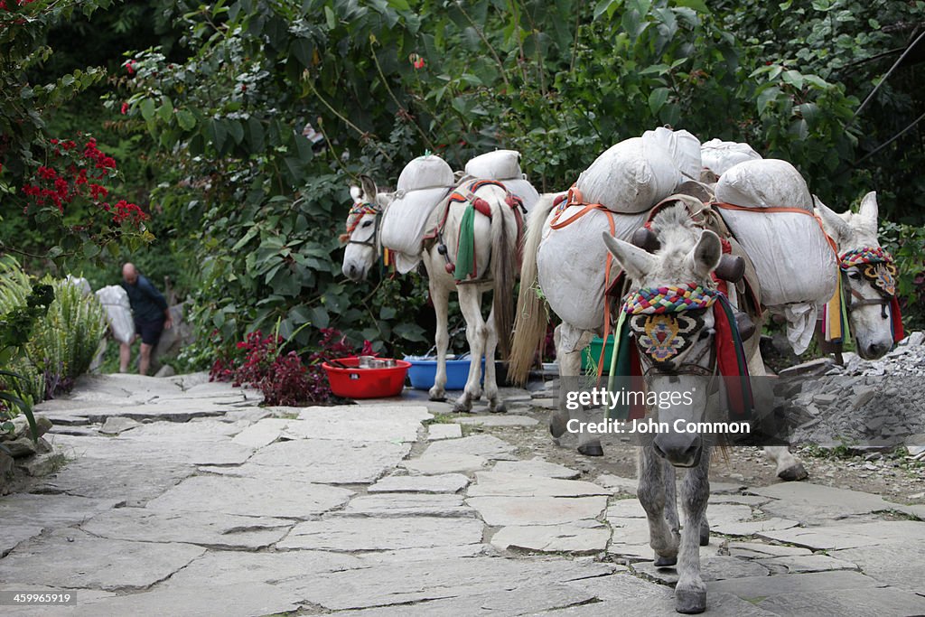 Mule train
