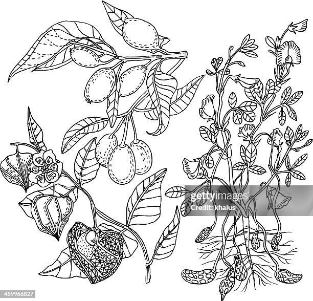 fruit background - kumquat illustration stock illustrations