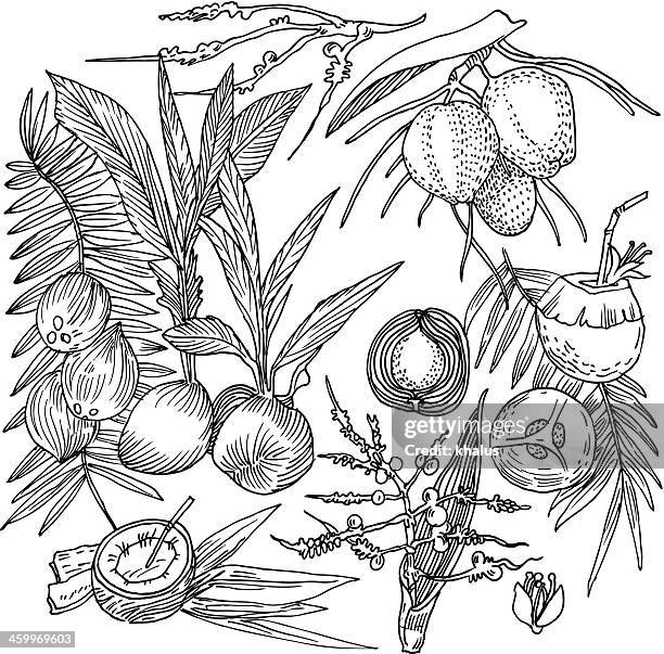 coconut background - theobroma stock illustrations