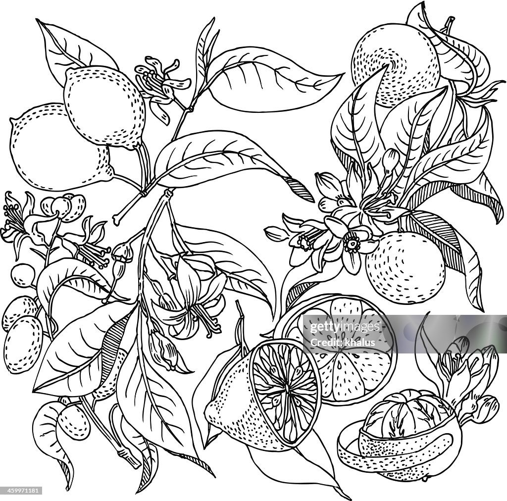 Fondo de frutas