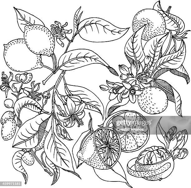 fruit background - flower sketch stock illustrations