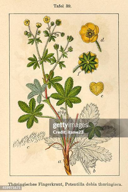 botanic fia v08 t39 potentilla dubia thuringiaca - botanik stock illustrations