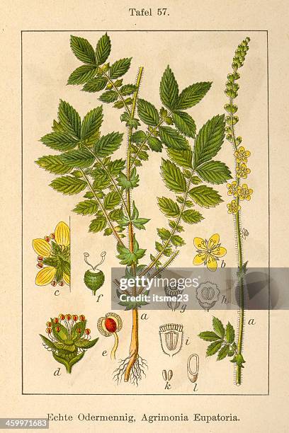stockillustraties, clipart, cartoons en iconen met botanic fia v08 t57 agrimonia eupatoria - agrimonia-eupatoria