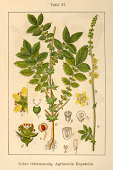 Botanic FiA v08 t57 Agrimonia Eupatoria