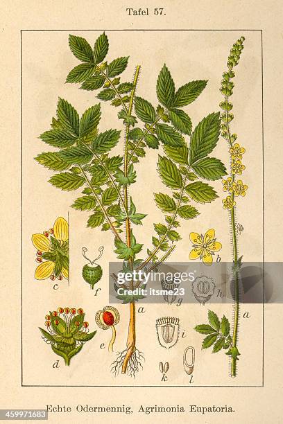 botanic fia v08 t57 agrimonia eupatoria - botanik stock illustrations