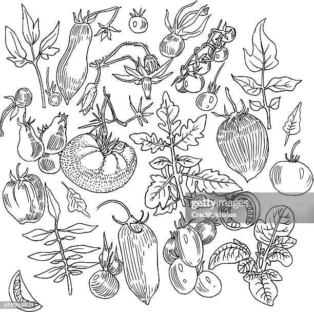 illustrations, cliparts, dessins animés et icônes de fond de légumes - tomate ancienne