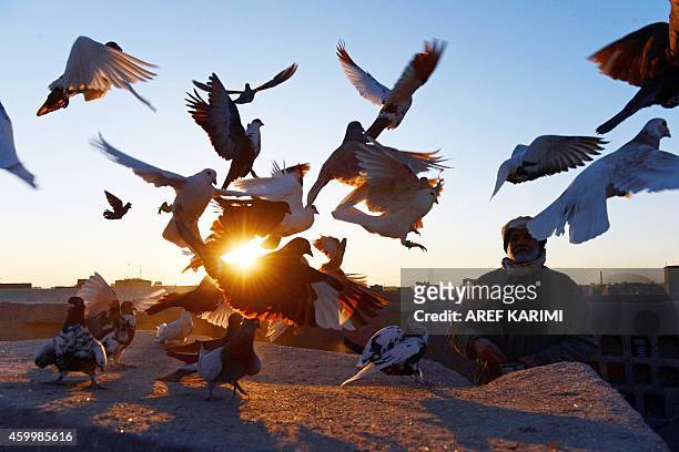 In this photograph taken on December 4 Afghan pigeon fancier Abas Aqa feeds his birds as some take flight on the rooftop of his residence in Herat....