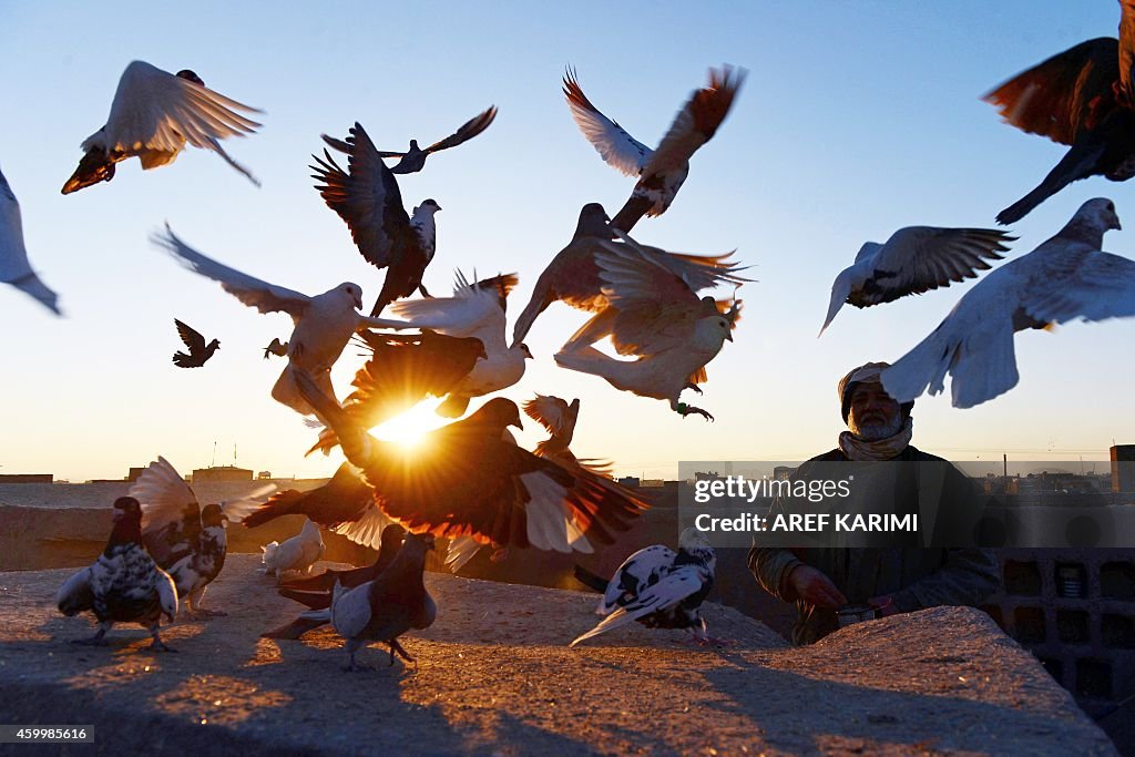 AFGHANISTAN-SOCIETY-PIGEON