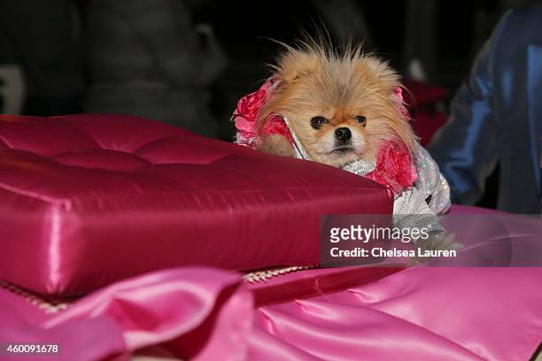 Giggy attends the Palm Springs Festival Of Lights Parade on December 6, 2014 in Palm Springs, California.