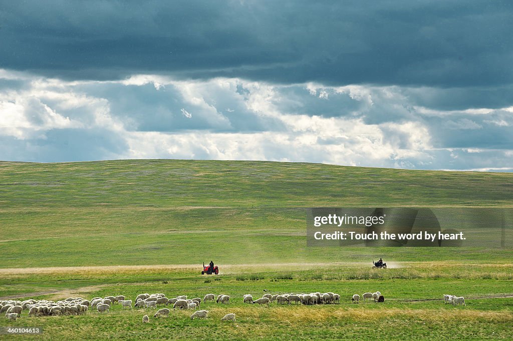 Hulunbeier grassland