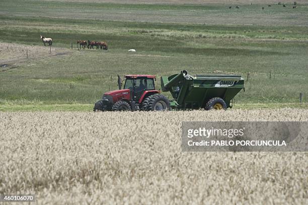 Wheat is carried on a tractor to be loaded into trucks at a wheat field near the city of Mercedes, in Soriano department, 270 km northwest of...