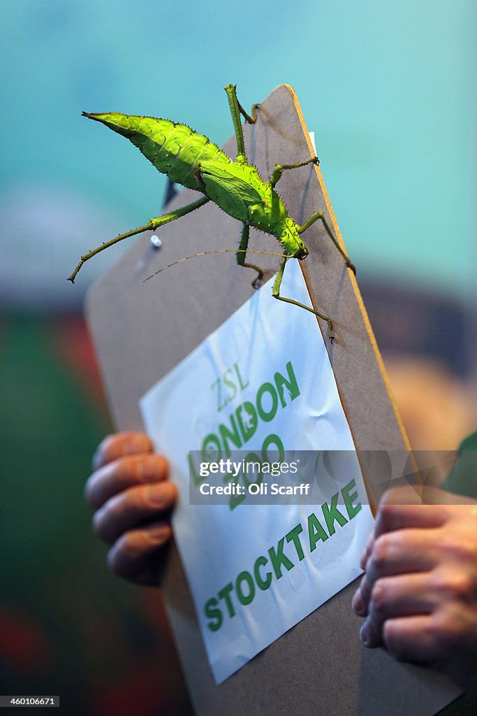 London Zoo's Annual Animal Stocktake