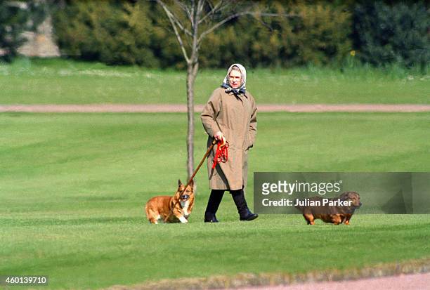Queen Elizabeth II walking her dogs at Windsor Castle, on April 2, 1994 in Windsor, United Kingdom .
