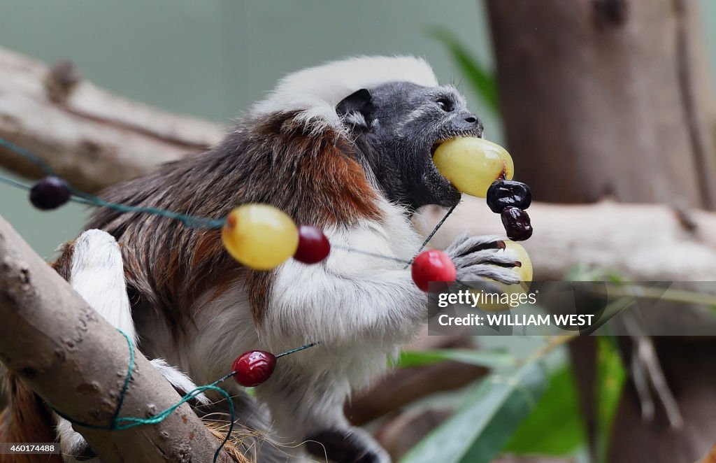 AUSTRALIA-ANIMAL-TAMARIN