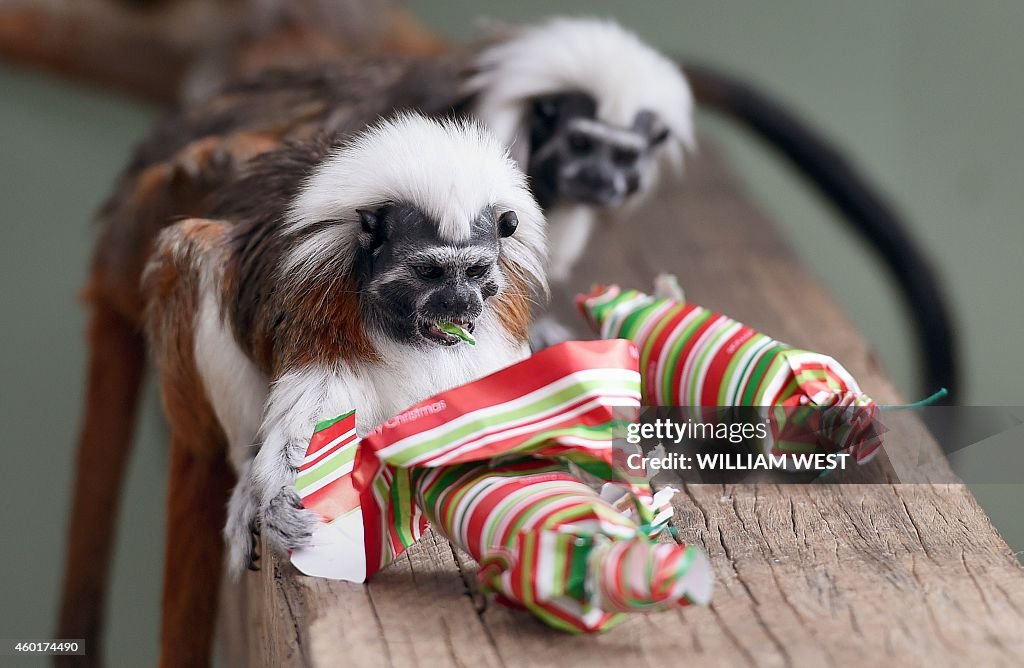 AUSTRALIA-ANIMAL-TAMARIN