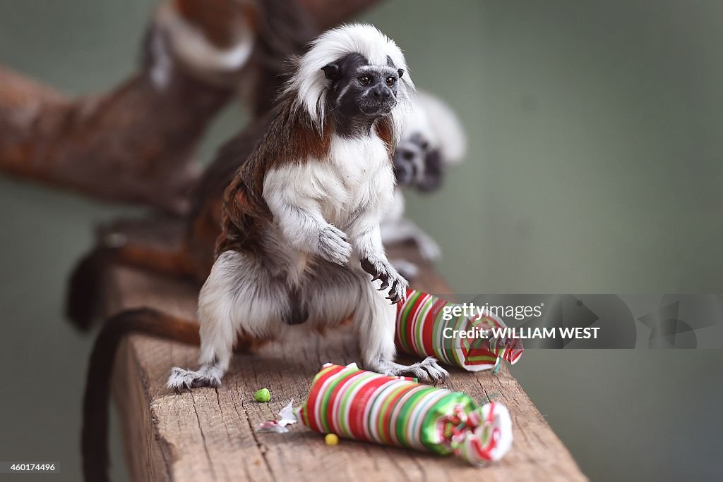 AUSTRALIA-ANIMAL-TAMARIN