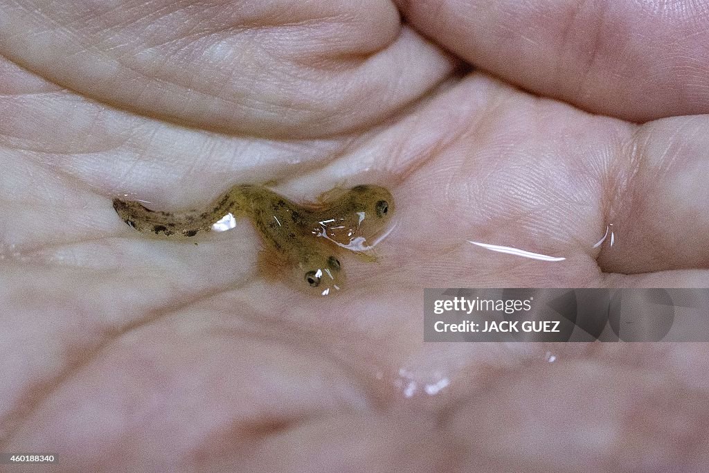 ISRAEL-ANIMAL-SCIENCE-SALAMANDER