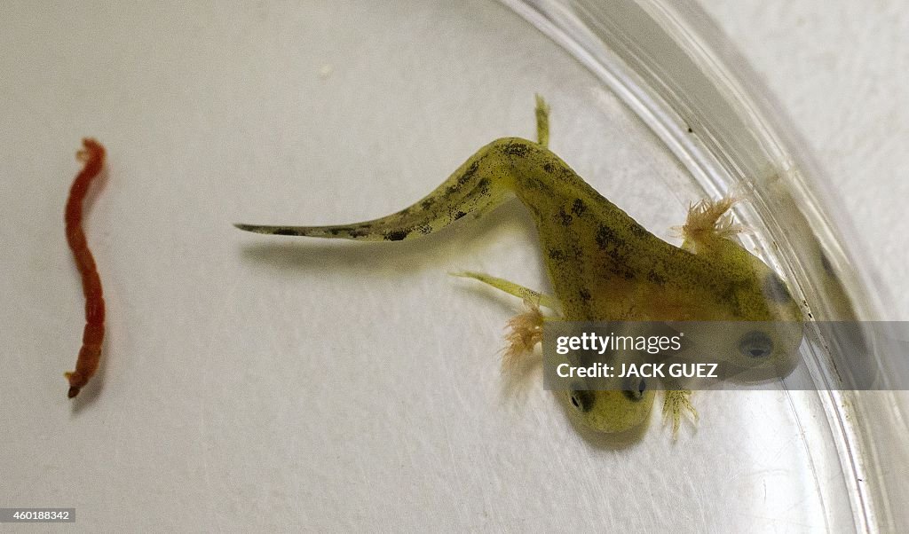 ISRAEL-ANIMAL-SCIENCE-SALAMANDER