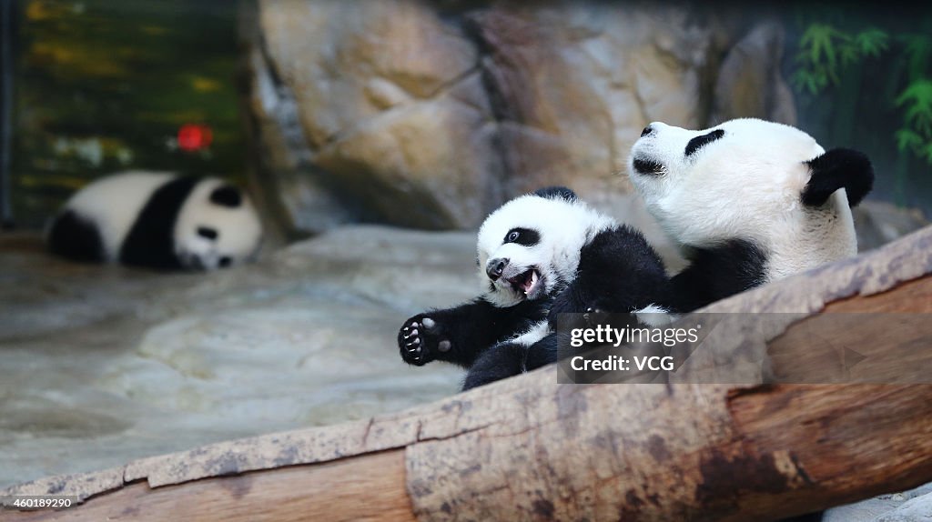 World's Only Alive Panda Triplets Start Living Together With Their Mother