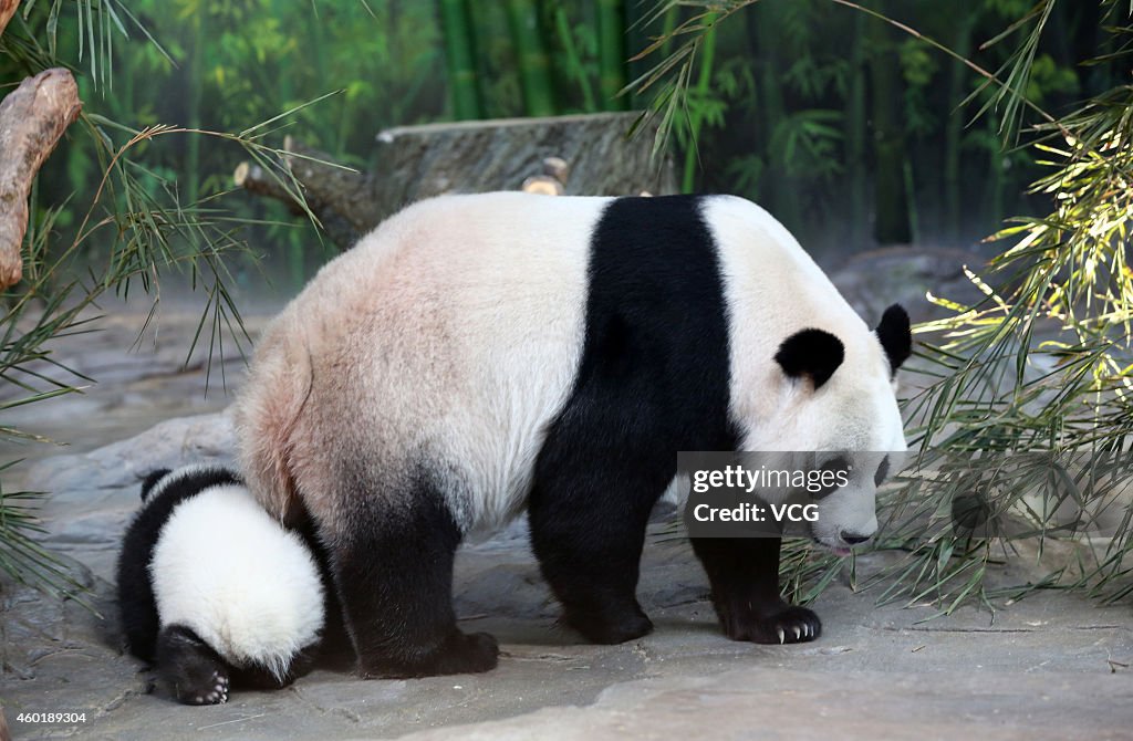 World's Only Alive Panda Triplets Start Living Together With Their Mother