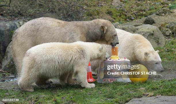 One year old polar bear twins Nobby and Nela and their mother enjoy a birthday ice cake during the cubs' first birthday party at the polar bears'...