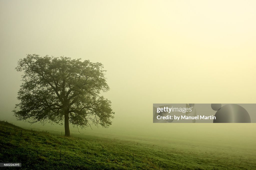 And right in the fog a tree!