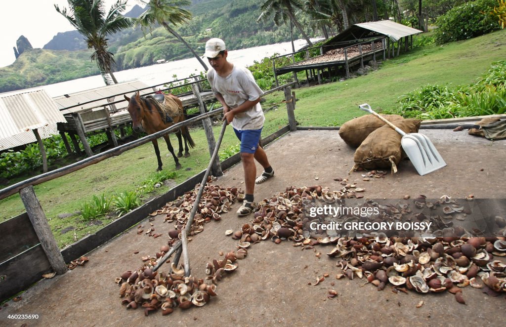 FRANCE-OVERSEAS-POLYNESIA-AGRICULTURE-COCONUT-COPRA