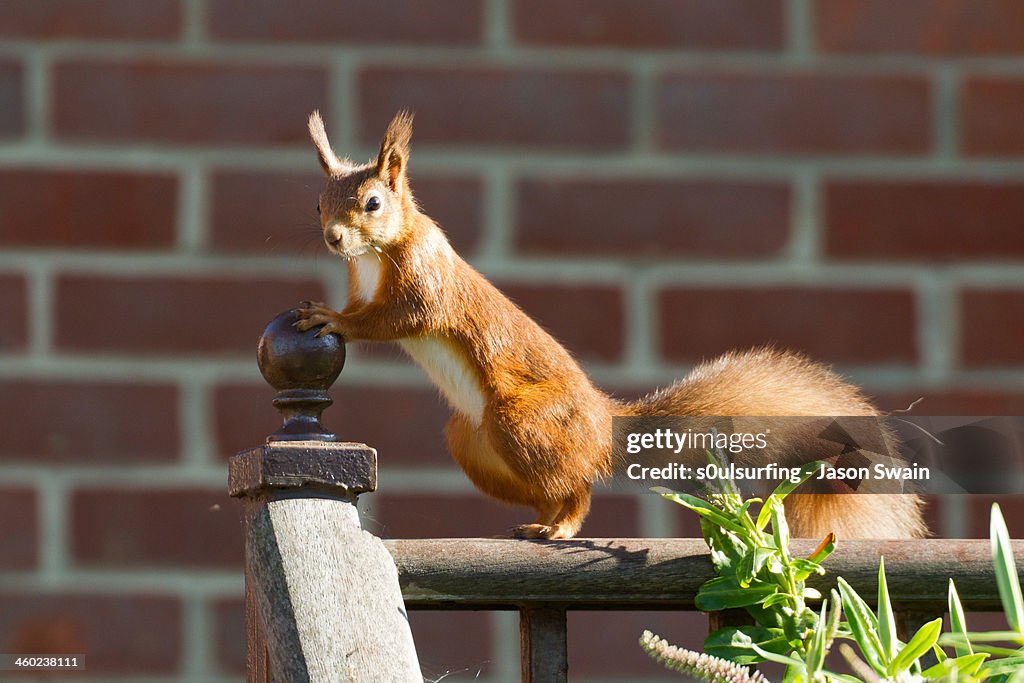 Van de Graaff Generator Furry Fence Friday