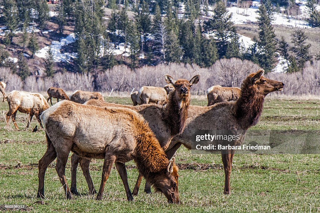 Elk Grazing