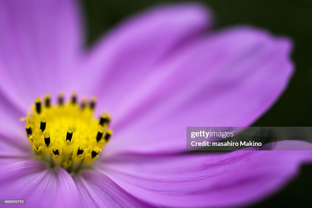 Close Up Shot of Cosmos Flower