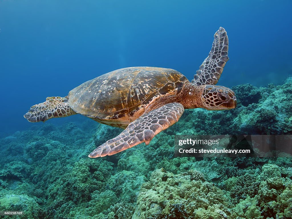 Hawaiian Green Sea Turtle, Kona, Hawaii