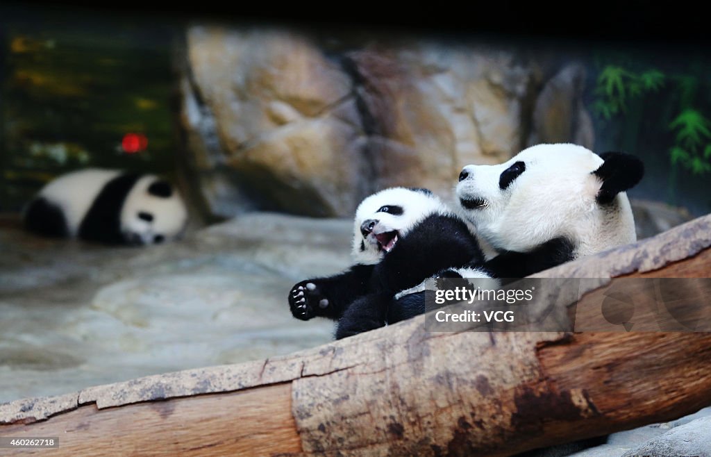 World's Only Alive Panda Triplets Start Living Together With Their Mother