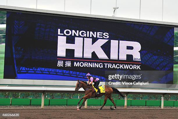 Buffering gallops on the All Weather track during a trackwork session at Sha Tin Racecourse on December 11, 2014 in Hong Kong, Hong Kong.