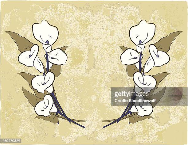 ilustraciones, imágenes clip art, dibujos animados e iconos de stock de calla lillies en grunge - calla lilies white