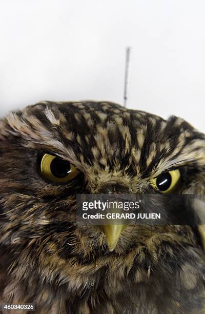 Little owl", or Athene Noctua receives acupuncture treatment at Brinzal, an owl-rescue charity based in a park in the west of Madrid, on November 25,...
