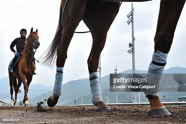 Empoli of Germany after galloping on the All Weather Track during a trackwork session at Sha Tin Racecourse on December 12, 2014 in Hong Kong, Hong...