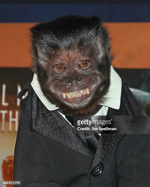 Crystal the monkey attends the Night At The Museum: Secret Of The Tomb" New York premiere at the Ziegfeld Theater on December 11, 2014 in New York...