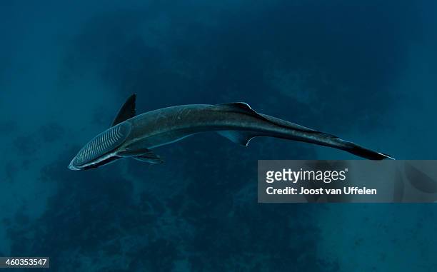 remora, south africa - remora fish stock pictures, royalty-free photos & images