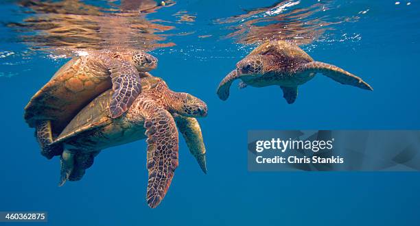 turtles don't care who watches - parende dieren stockfoto's en -beelden