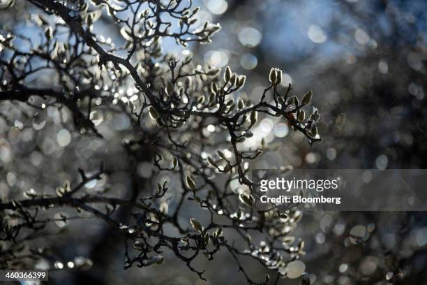Ice covers the branches of a star magnolia tree near the U.S. Capitol in Washington, D.C., U.S., on Friday, Jan. 3, 2014. A storm along the U.S. East...