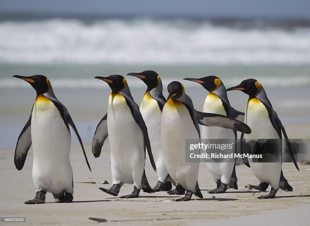 King penguins strolling on beach