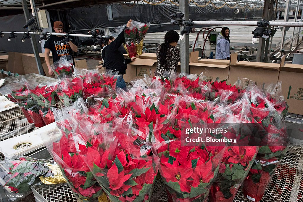 Operations Inside The Color Point Greenhouse As Wholesale Prices In U.S. Fall